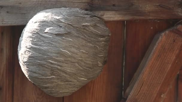 Insektenleben Wespen Fliegen Ein Espennest Einer Holztür Nahaufnahme — Stockvideo