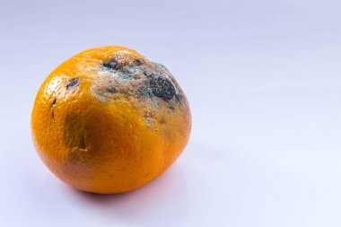 Narenciye kalıp ile kaplı. Beyaz bir arka plan üzerinde çürük mandarin. Şımarık bir meyve. Uzay kopyalayın. Yakın çekim.