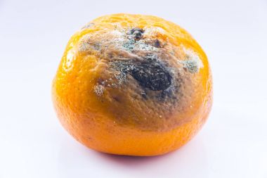 Narenciye kalıp ile kaplı. Şımarık bir meyve. Beyaz bir arka plan üzerinde çürük mandarin. Yakın çekim.