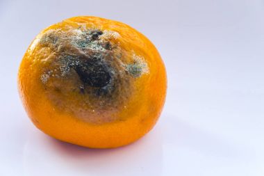 Şımarık mandarin bir kalıp üzerinde beyaz bir arka plan ile. Narenciye meyve rezalet. Uzay kopyalayın. Yakın çekim.