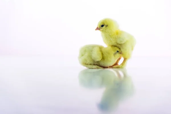 Una chica recién nacida se esconde debajo de otra. Dos pollitos amarillos sobre un fondo blanco. Comunicación íntima . — Foto de Stock