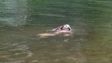 Cep telefonu olan bir genç nehirde yüzüyor. Suya dayanıklı bir akıllı telefonla nehirde yıkanmak ve yüzmek. Telekomünikasyon ve teknik cihazların geliştirilmesi.