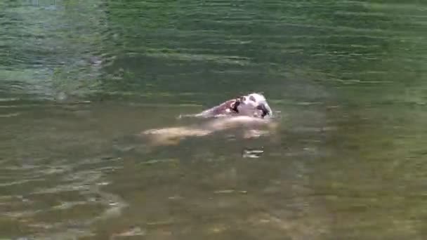 Un adolescent avec un téléphone portable flotte sur la rivière. Baignade et baignade dans la rivière avec un smartphone étanche. Le développement des télécommunications et des dispositifs techniques .