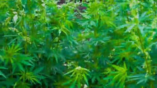 Vilt Odlad Eller Odlad Cannabis Odlingen Marijuana Laglig Eller Olaglig — Stockvideo