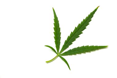 Beyaz arka planda yeşil kenevir yaprağı izole edilmiş. Marihuananın yasallaştırılması. Canabioid grubunun bitkisi. Narkotik veya tıbbi esrar.