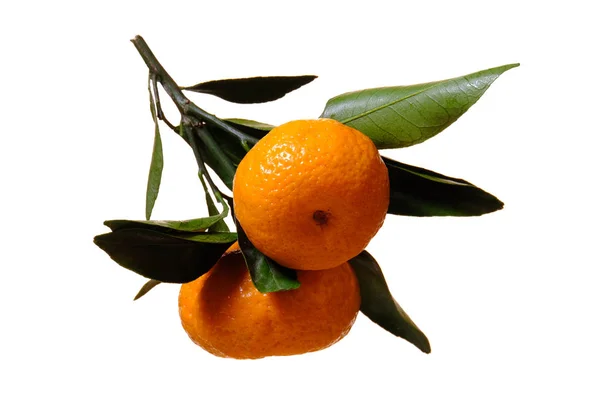 Rama con mandarina madura y hojas verdes aisladas sobre fondo blanco. Fruta cítrica de alta vitamina . — Foto de Stock