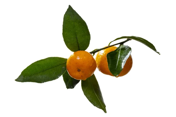 Una rama con mandarinas maduras y hojas verdes, cubiertas con gotas de agua. La fruta cítrica contiene vitamina C. El concepto de comida saludable natural. Aislar sobre un fondo blanco . — Foto de Stock
