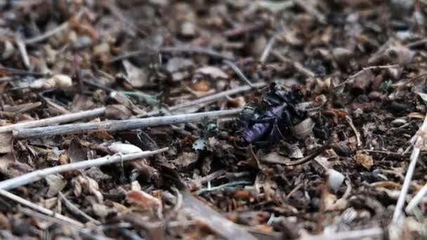 Νεκρό σκαθάρι στην μυρμηγκοφωλιά. Ομαδικά μυρμήγκια. Άγρια ζωή των εντόμων. Βίντεο παρακολούθησης της φύσης του μικρόκοσμου. Κοντινό πλάνο. — Αρχείο Βίντεο