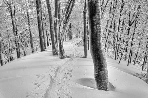 Trilha de esqui em misteriosa floresta nevada Fotografia De Stock