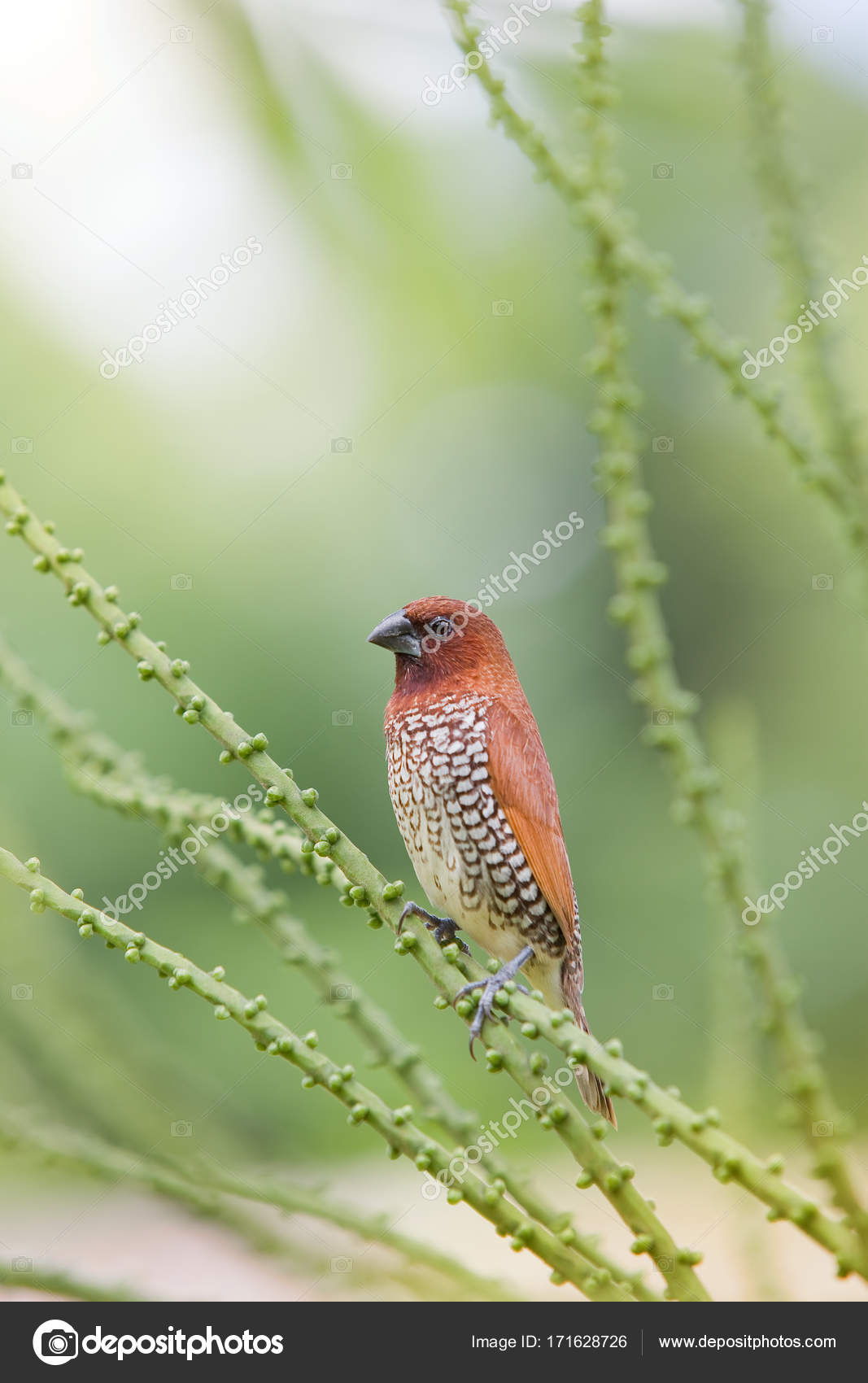 Ile Maurice Afrique Petit Oiseau Photographie