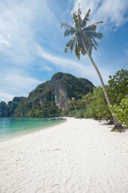 Tayland - palmiye ağacı, beach, Koh Phi Phi Don