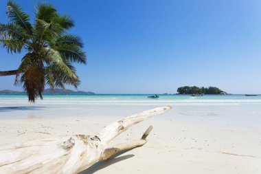 Wood adlı Anse Volbert - Praslin - Seyşeller 