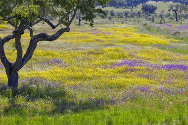 Portekiz - Algarve - çiçek açtı