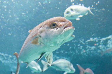 Girit - Yunanistan - balık