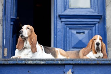 Yok açık kapı üzerinde duran bassets