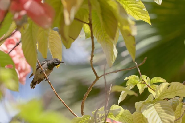 Kolibri - seychellen - afrika — Stockfoto