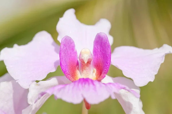Flor de orquídea - Seychelles — Foto de Stock