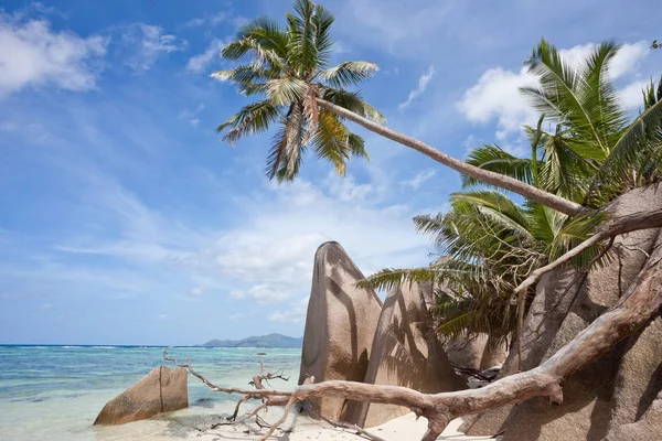Palmier à Anse Source d'Argent - La Digue - Seychelles — Photo