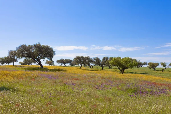 Portugal - Algarve - Campo con árboles — Foto de Stock