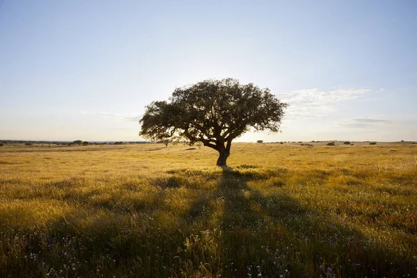 Portugal - Algarve - Árbol al sol — Foto de Stock