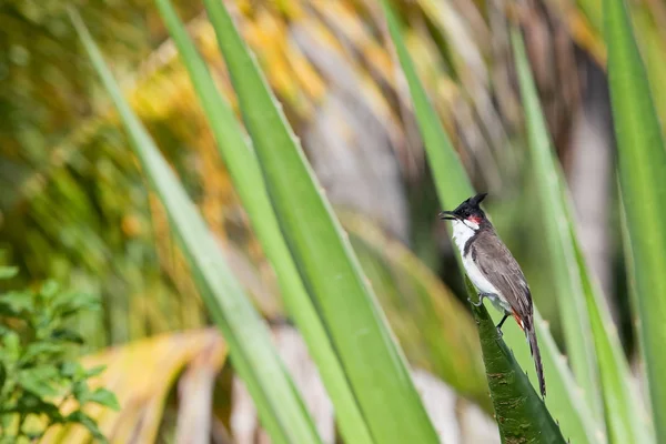 Mauritius - afrika - zwitschernde vögel — Stockfoto