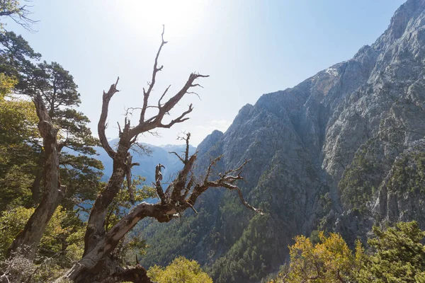 Creta - Grécia - Árvore à entrada de Samaria-Gorge — Fotografia de Stock