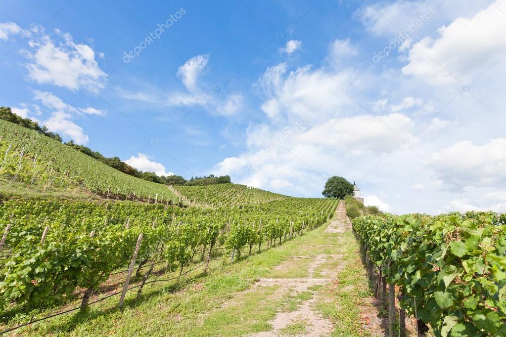 Dresden - Germany - Viniculture