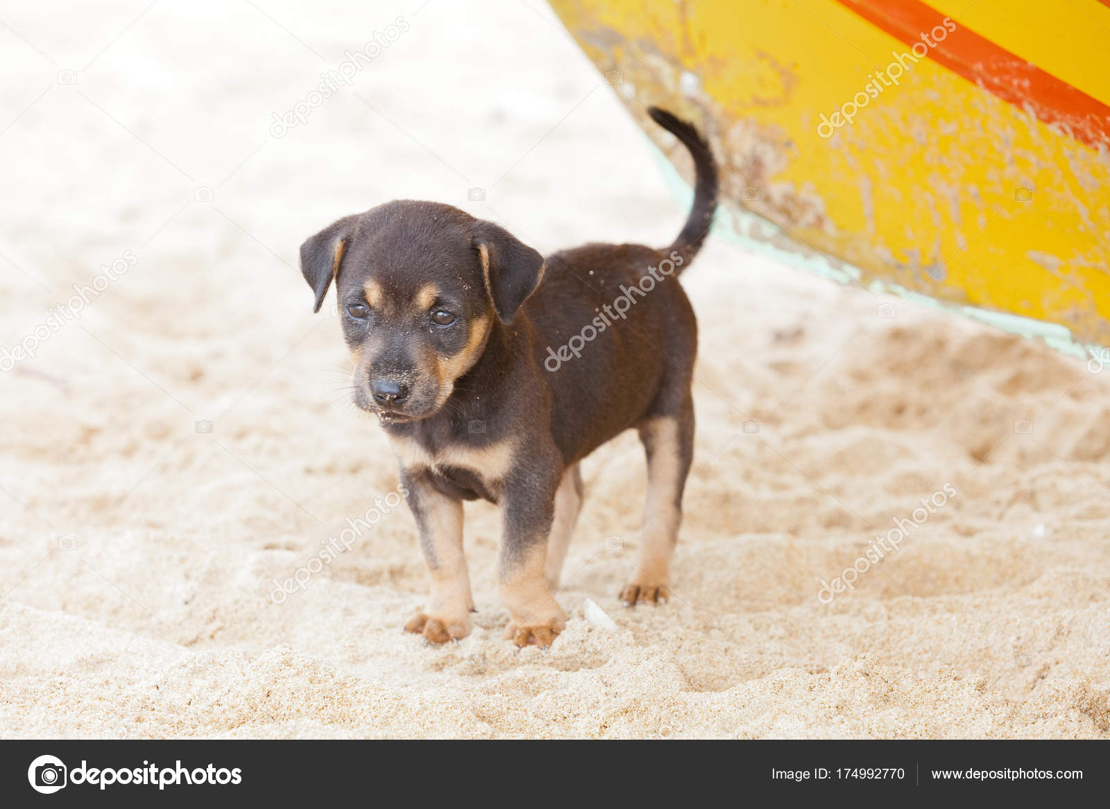 Dog-puppy waiting for mummy, Sri Lanka — Stock Photo ...