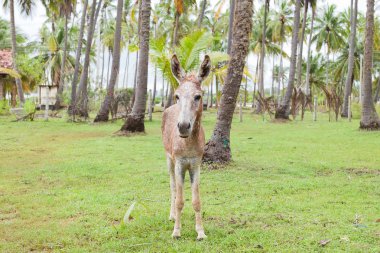 Katır portre, Sri Lanka