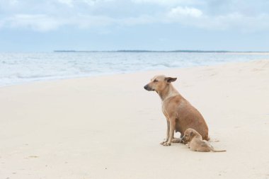 Rüzgar, Sri Lanka zevk