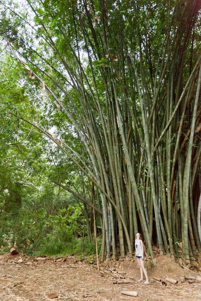 Bamboo giants, Peradeniya, Sri Lanka — Stock Photo, Image
