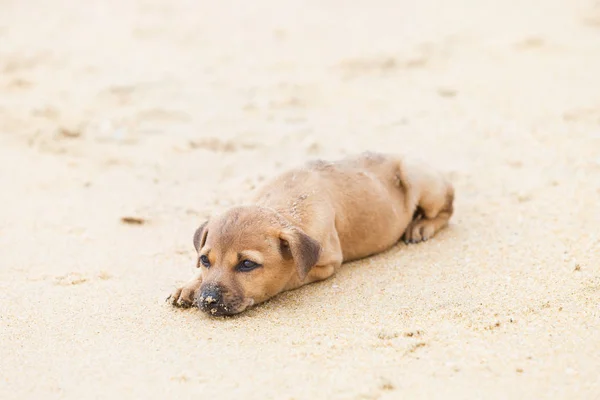 Filhote de cachorro relaxante na praia, Sri Lanka — Fotografia de Stock