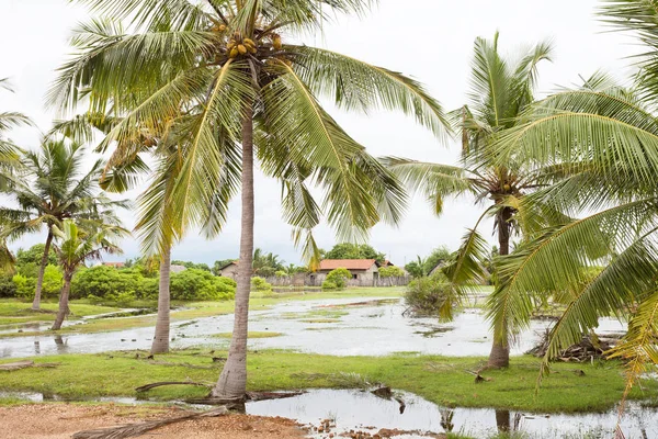 Palm trees at Kakativu, Kalpitiya, Sri Lanka — Stock Photo, Image