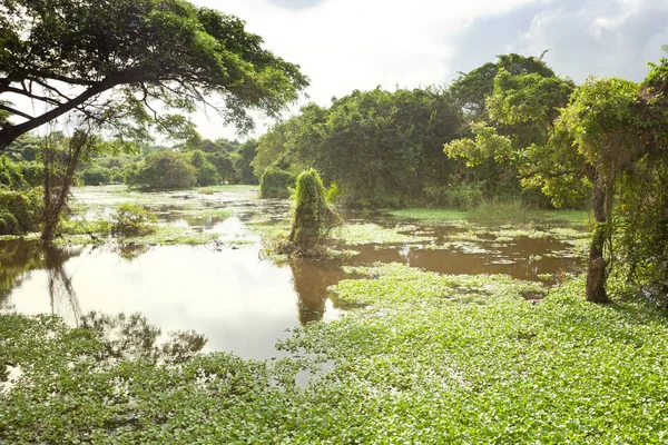 Chilaw Everglades, Sri Lanka — Stock Photo, Image