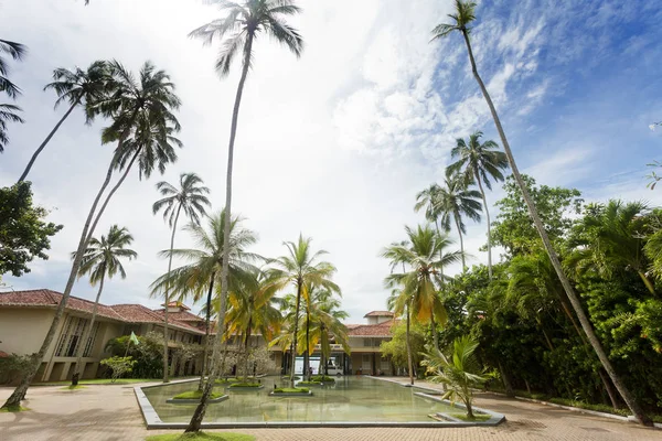 Sri Lanka - Ahungalla - Enormes palmeras en un resort — Foto de Stock