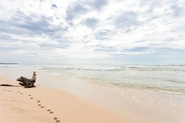 Sri Lanka - Ahungalla - Um enorme toco na praia — Fotografia de Stock