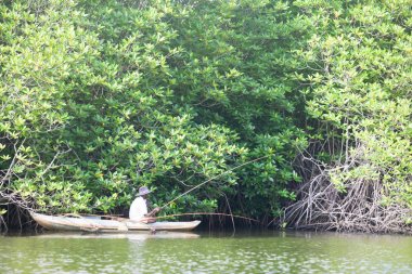 Madu Ganga, Balapitiya, Sri Lanka - Aralık 2015 - büyük bir FIS