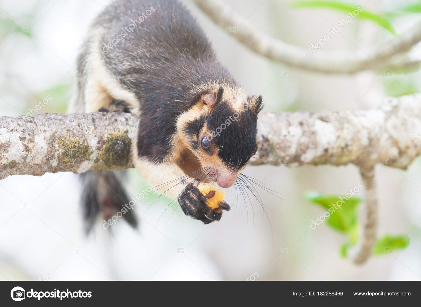 Riesen-Eichhörnchen