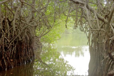 Madu Ganga, Balapitiya, Sri Lanka - tekne safari ile bir mangro