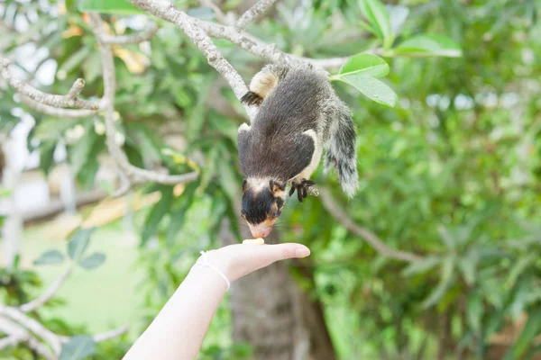 Madu ganga, balapitiya, sri lanka - indisches Riesenhörnchen sittin — Stockfoto