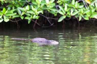 Madu Ganga, Balapitiya, Sri Lanka - t Yüzme monitör kertenkele