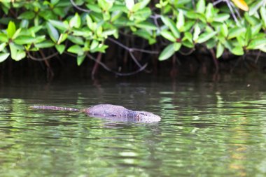 Madu Ganga, Balapitiya, Sri Lanka - Monitor lizard swimming in t clipart