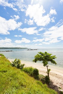 Galle, Sri Lanka - Galle beach, tek bir ağaç