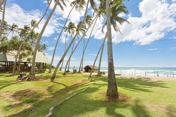 Playa de Koggala, Sri Lanka - Palmeras en un prado en Koggala Bea — Foto de Stock