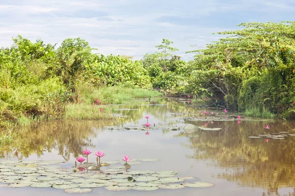 Beruwela, Sri Lanka - Blooming water lilies on a lake near Beruw — Stock Photo, Image