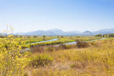 Alcudia, Mallorca - Mallorca çiçek açan manzara önünde s