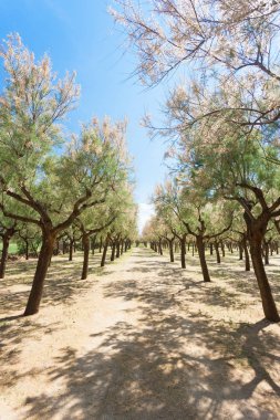 Spiaggia Terme, Apulia - küçük için biraz içinde kamp alanı