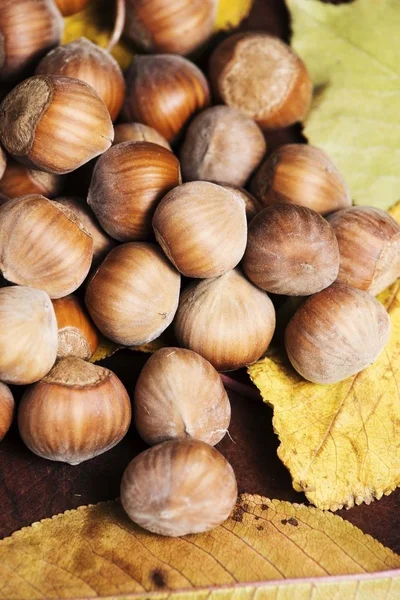 Nueces. Hazel. avellanas. antecedentes alimentarios —  Fotos de Stock