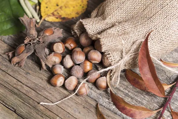 Bolsa con avellanas —  Fotos de Stock