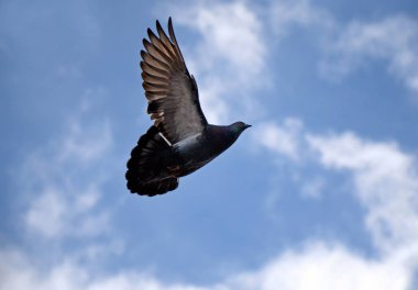 Elinde küçük tavuklar tutan bir adam